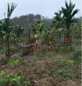 琼中120亩槟榔园设施齐全农场地接手管理就有收益