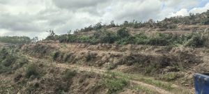 琼中420亩种植地租金80元/亩/年一年一付