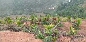 琼中70亩槟榔园转让水源充足农场地可更名