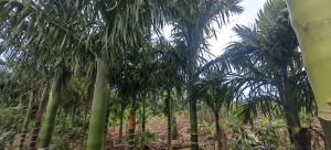白沙8亩1000棵槟榔园转让接手管理就有收益