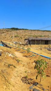 乐东300亩短期套种地短期出租水电齐全