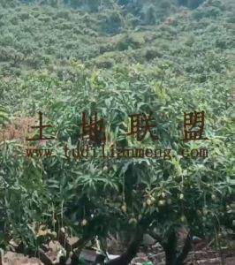 乐东九所280亩芒果园42年合同租金便宜