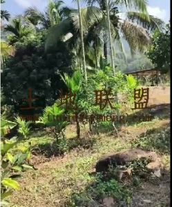 保亭26亩果园地转让水电房齐全交通便利