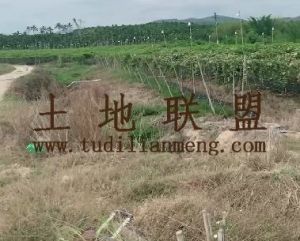 乐东县城周边156亩短期地适合种植香蕉、木瓜水电房齐全