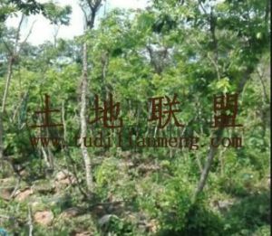 屯昌130亩林地交通便利22年合同没有租金转让费168万