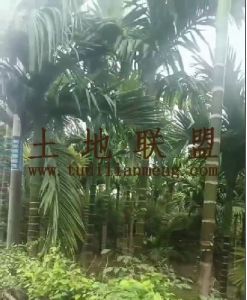 屯昌29亩槟榔园农场地可更名接手管理就有收益