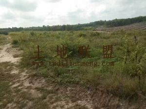 澄迈140亩种植地水电房齐全可随时进场交通