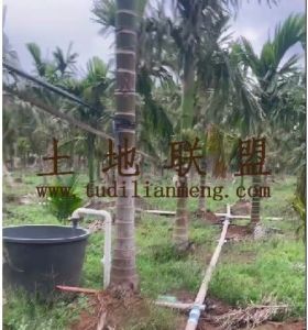 澄迈约10亩地1200棵槟榔出租60元/棵接手管理就有收益