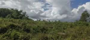 乐东约22亩种养殖地转让费只要28万