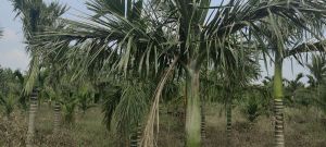 乐东16亩地2000棵槟榔树出租接手管理就有收益