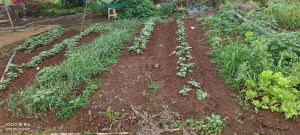 海口琼山区200亩基本农田出租水电房齐全