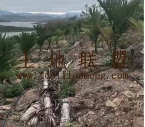 乐东35亩地4200棵槟榔树转让临大河边接手管理即可