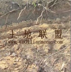 澄迈350亩种植地水源充足交通便利租金可分期