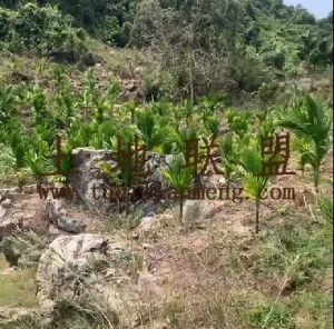 乐东16亩种植地水泥路边上水电房齐全可以随时进场耕种