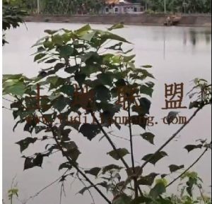 海口琼山区55亩鱼塘付款方式灵活交通便利