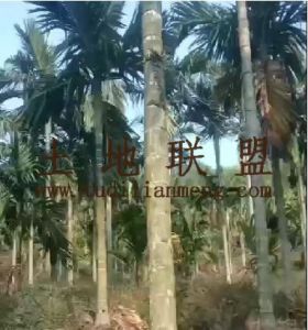 白沙约175亩21000棵槟榔出租接手管理就有收益