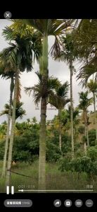 屯昌39亩槟榔园转让租金100元/亩/年一年一付接手管理就有收益