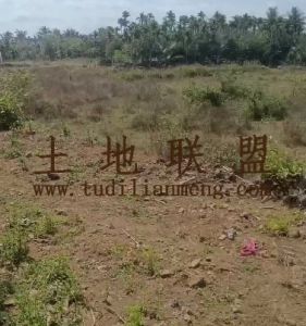 海口6亩地位置优越土壤肥沃适合做花卉苗圃基地
