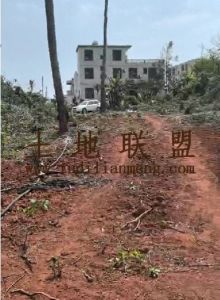 文昌60亩种植地水电齐全土壤肥沃适合种植凤梨、香蕉