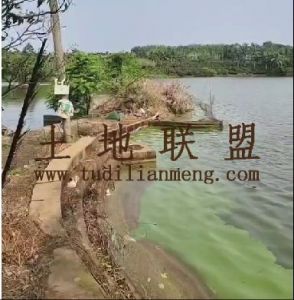 定安230亩鱼塘短期出租设施齐全可随时进场