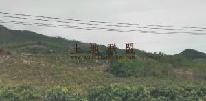 三亚80亩芒果园转让水电房齐全租金400元一亩一年一付