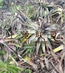 海口琼山区142亩种植地可随时进场水电齐全