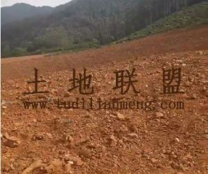 东方50亩临大河边芒果园交通便利土壤肥沃