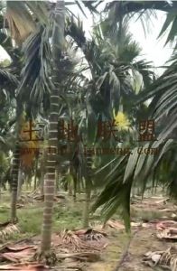 东方41亩槟榔园转让租金便宜接手管理就有收益