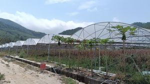 五指山56亩基本农田带大棚转让设施齐全可交通便利