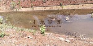 临高200亩短期种植地出租水源充足土壤肥沃