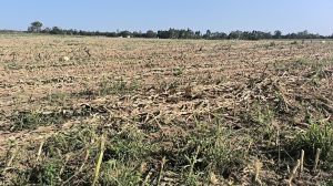 东方100亩园地水电齐全租金一年一付交通便利