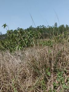 东方500亩种植地租金500元/亩/年一年一付可随时进场耕种