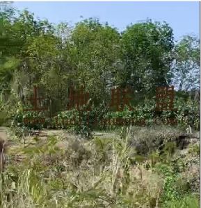 昌江500亩种植地可以分割出租也可分期付款水源充足