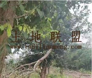 海口周边5亩地带房子位置优越租金一年一付