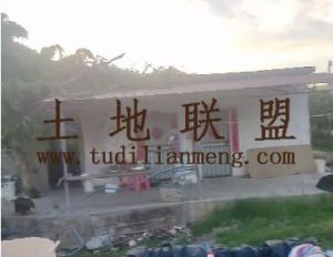 三亚100亩芒果园水电房齐全租金150元/亩/年