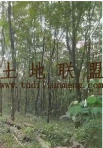 白沙200亩种植地租金45元/亩/年交通便利