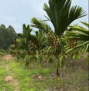 东方40亩槟榔园租金五年一付接手管理就有收益