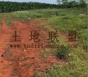 定安450亩红土短期种植地出租水电齐全适合种植香蕉