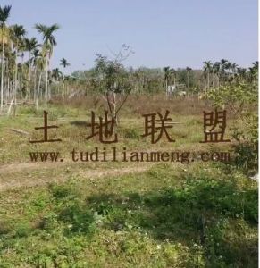 定安60亩地带槟榔、鱼塘空地转让租金一年一付交通便利