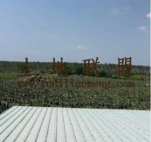 东方80亩种、养殖地水电房齐全交通便利