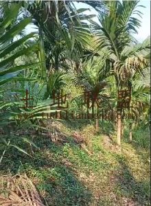 琼中约10亩地1100棵槟榔转让接手管理就有收益