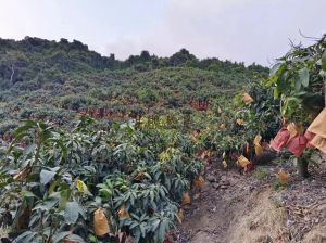 三亚36亩芒果园水电房设施齐全租金60元/亩/年一年一付