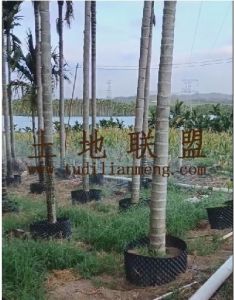 乐东九所约9亩1100棵槟榔出租水电房设施齐全接手管理就有收益