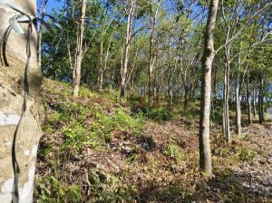 琼中40亩农场种植地交通便利转让费38万