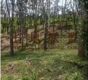 澄迈临大路边8亩个人自留种植地没有租金