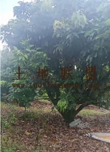 文昌约100亩地4000棵荔枝树出租接手管理就有收益
