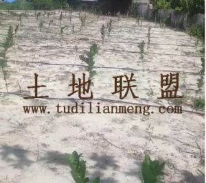 万宁25亩柠檬园转让水电房齐全接手管理即可