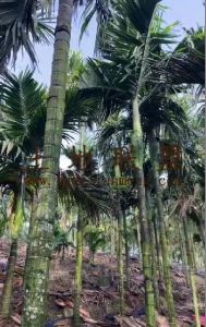 乐东约23亩地2400棵槟榔树转让接手管理就有收益