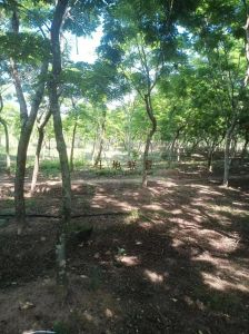 东方30亩黄花梨基地转让水电房齐全接手管理就有收益