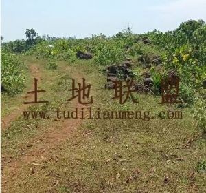 定安130亩种植地可随时进场交通便利租金430元/亩/年